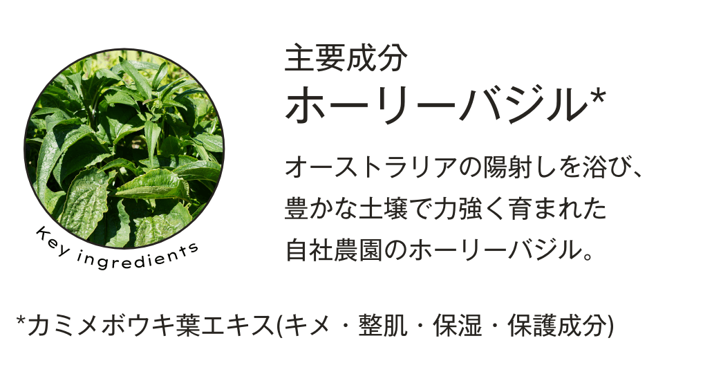 主要成分「ホーリーバジル」 オーストラリアの陽射しを浴び、豊かな土壌で力強く育まれた自社農園のホーリーバジル。