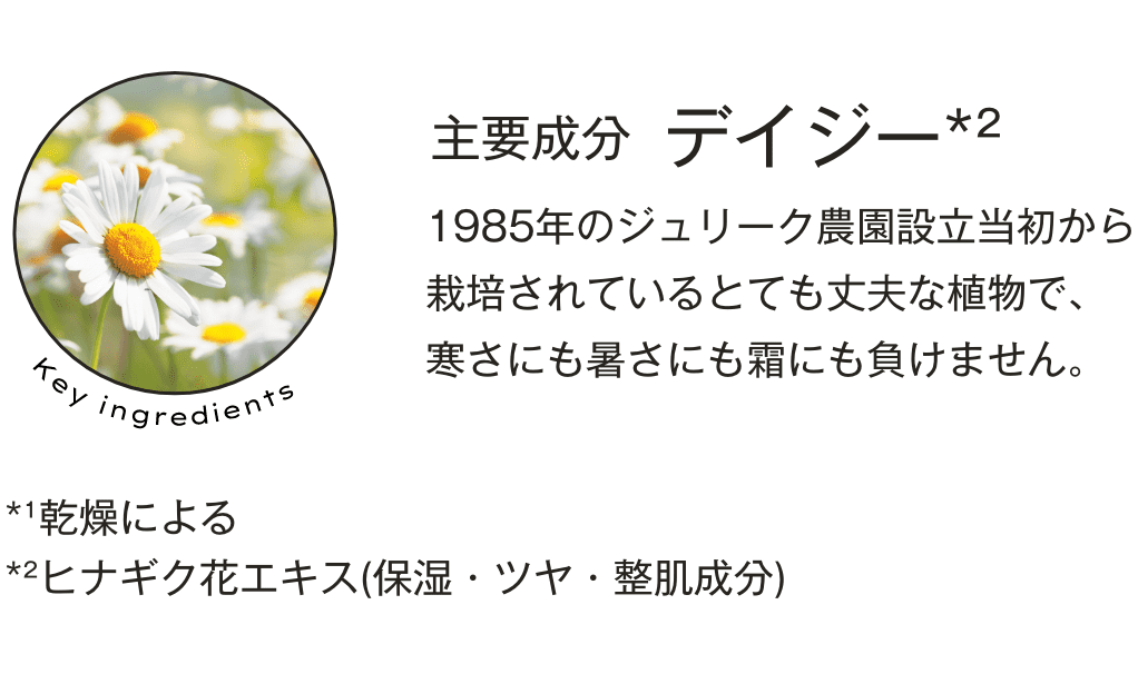 主要成分「デイジー*²」 1985年のジュリーク農園設立当初から栽培されているとても丈夫な植物で、寒さにも暑さにも霜にも負けません。*¹乾燥による*²ヒナギク花エキス(保湿・ツヤ・整肌成分)