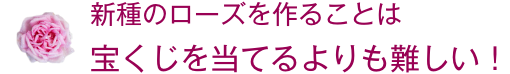 新種のローズ作るのは宝くじを当てるよりも難しい！