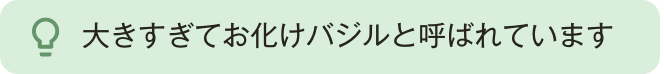 大きすぎてお化けバジルと呼ばれています