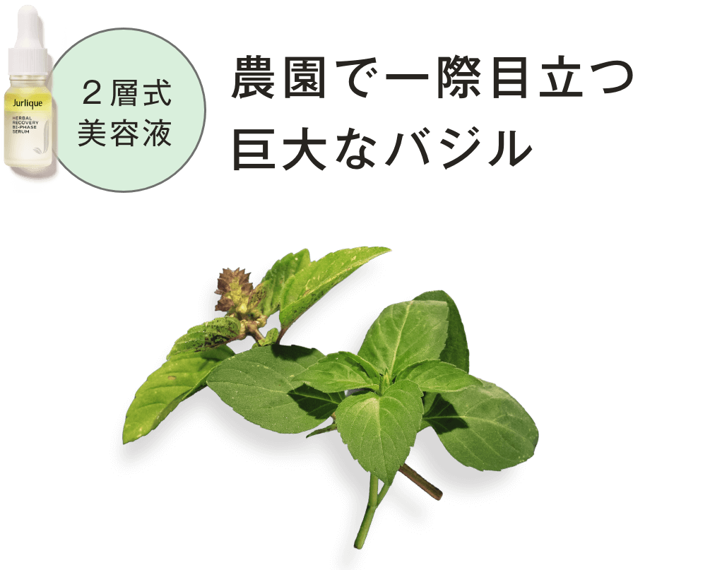 農園で一際目立つ巨大なバジル