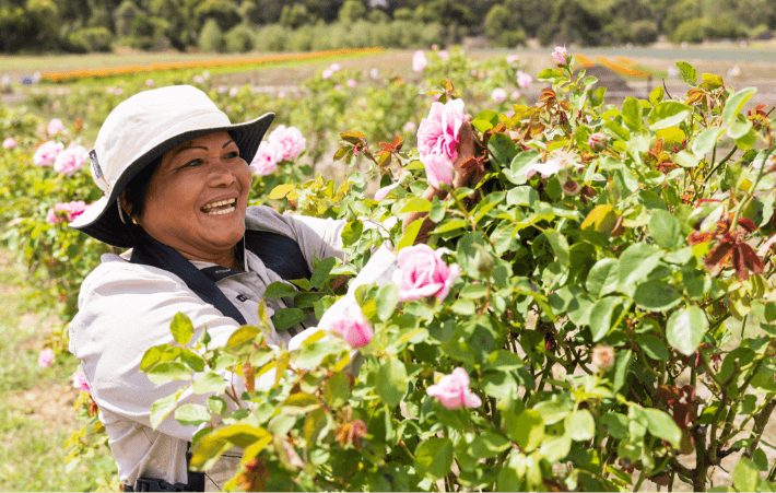 レシピは40種類以上熟練のブレンド職人