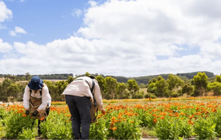 アデレードの過酷な環境で育ったカレンドラ