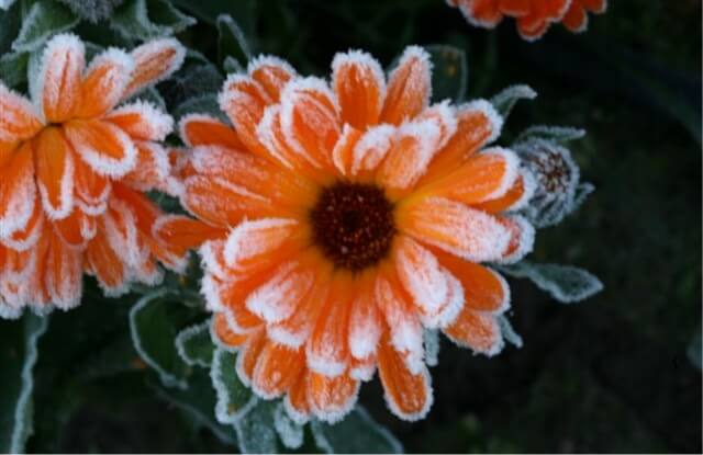 霜が降る寒さでも耐え抜く力