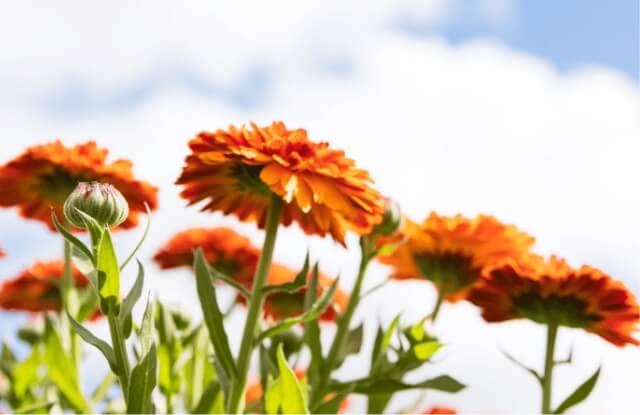 強烈な紫外線から身を守る力