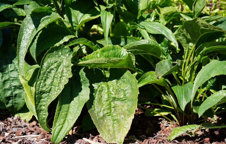 あまりの大きさについた名は「お化けバジル」