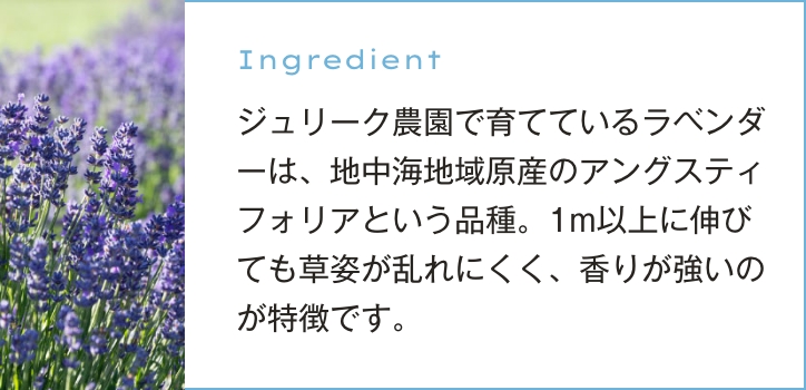 ジュリーク農園で育てているラベンダーは、地中海地域原産のアングスティフォリアという品種。1m以上に伸びても草姿が乱れにくく、香りが強いのが特徴です。