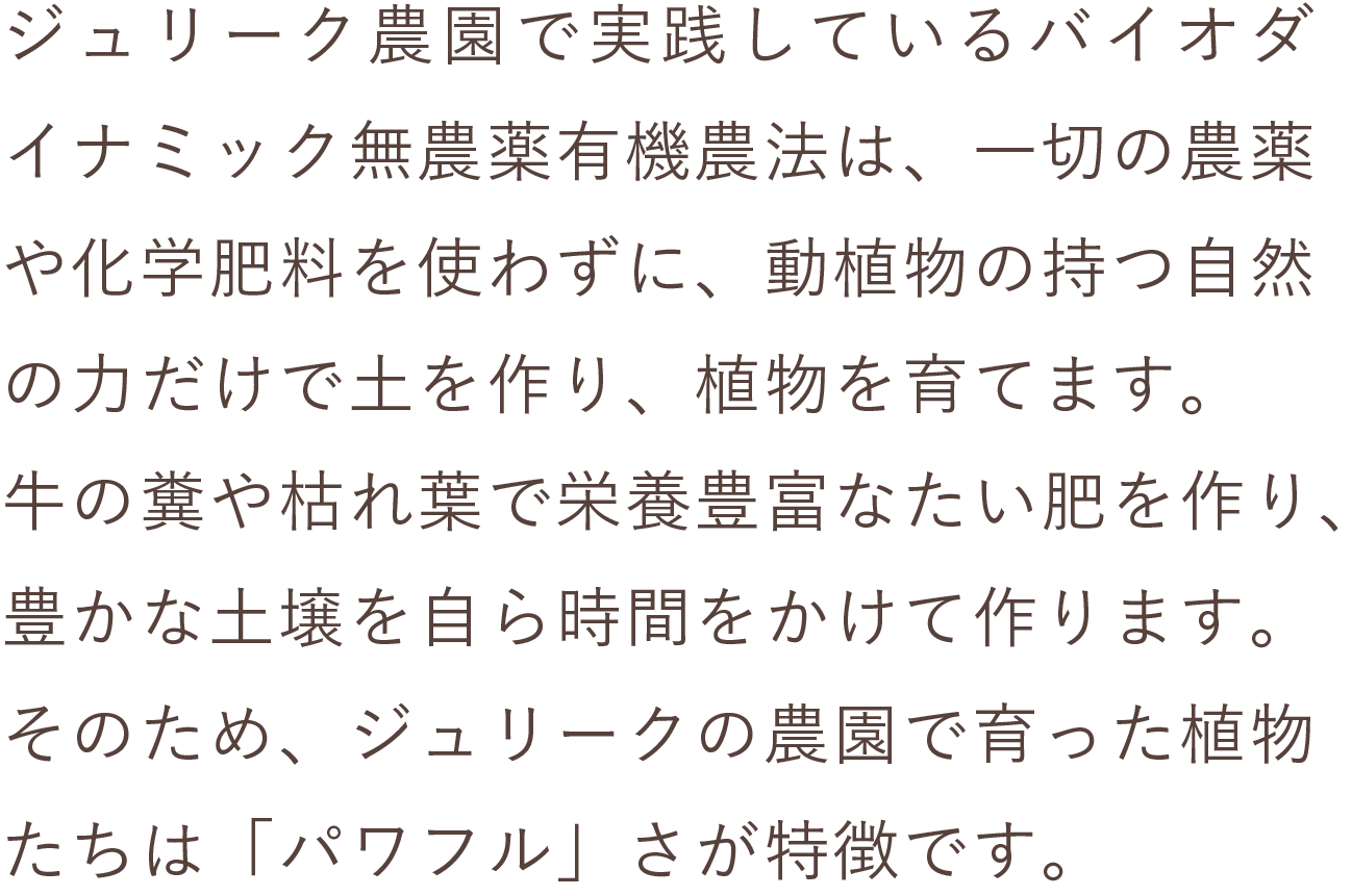 ジュリーク農園で実践されているバイオダイナミック無農薬有機農法は、一切の農薬や化学肥料を使わずに、動植物の持つ自然の力だけで土を作り、植物を育てます。牛の糞や枯れ葉で栄養豊富なたい肥を作り、豊かな土壌を自ら時間をかけて作ります。そのため、ジュリークの農園で育った植物たちは「パワフル」さが特徴です。