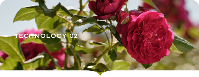 インテンスローズ