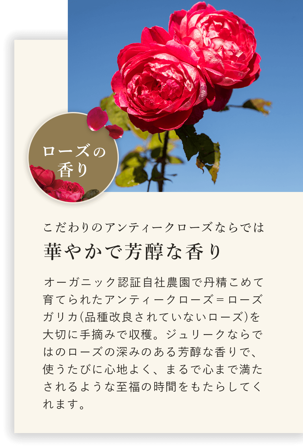 こだわりのアンティークローズならでは 華やかで芳醇な香り オーガニック認証自社農園で丹精込めて育てられたアンティークローズ＝ローズがりか（品種改良されていないローズ）を大切に手摘みで収穫。ジュリークならではのローズの深みのある芳醇な香りで、使うたびに心地よく、まるで心まで満たされるような至福の時間をもたらしてくれます。
