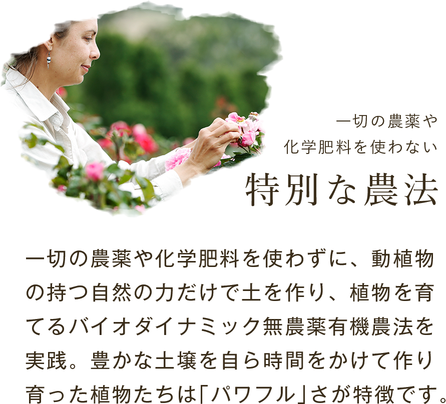 特別な農法一切の農薬や化学肥料を使わずに、動植物の持つ自然の力だけで土を作り、植物を育てるバイオダイナミック無農薬有機農法を活用。豊かな土壌を自ら時間をかけて作った植物たちは「パワフル」さが特徴です。