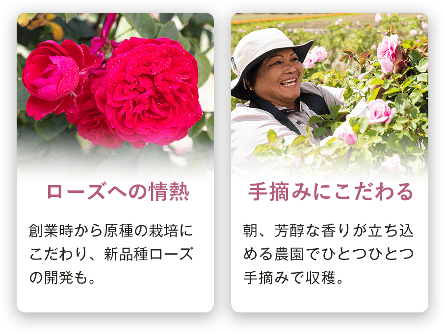 創業時から原種の栽培にこだわり、新品種ローズの開発も。 朝、芳醇な香りが立ち込める農園でひとつひとつ手摘みで収穫。